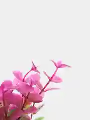 Растение для аквариума Plant 025 Бакопа Красная