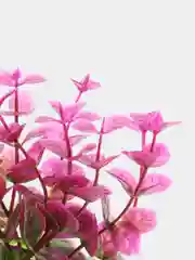 Растение для аквариума Plant 025 Бакопа Красная