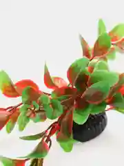 Растение для аквариума Plant 006 Людвигия красная
