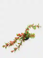 Растение для аквариума Plant 006 Людвигия красная