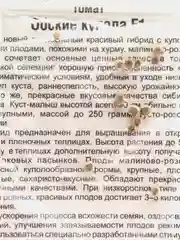 Семена томат "Обские купола F1"