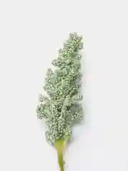 Зеленый искусственные цветы, Полевые цветы "Кукурузки", букет из 6 веточек