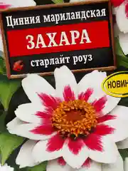 Семена цветы "Цинния Захара старлайт роуз"