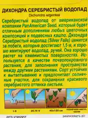 Дихондра Серебристый водопад (семена,цветы)