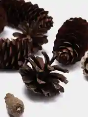 Шишки еловые, сосновые раскрытые  для декора