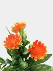 Оранжевый хризантемы, пластиковый букет