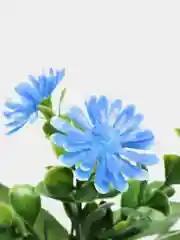 Синий хризантемы, пластиковый букет