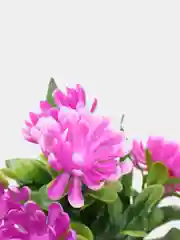 Фуксия хризантемы, пластиковый букет