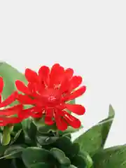 Красный хризантемы, пластиковый букет