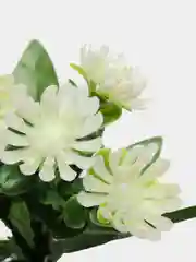 Белый хризантемы, пластиковый букет