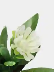 Белый хризантемы, пластиковый букет