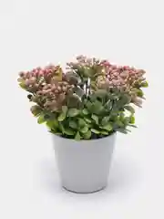 Зелень в горшке для декора дома