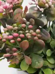 Зелень в горшке для декора дома