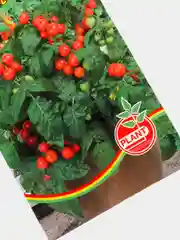Семена Томат "Балконное чудо", 0,1г (9428576)