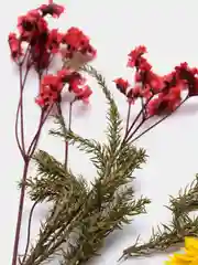 Розовый сухоцветы в коробе, 17 х 12 х 3 см