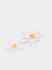 Термоаппликация Эдельвейс, белый, 2 шт/упак, Prym