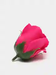 Фуксия мыльные розы цвета Шоколад, 50 штук