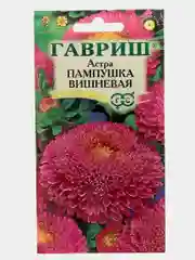 Семена Астра "Пампушка вишневая"