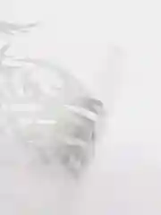 Белый наклейка на авто "Сова"