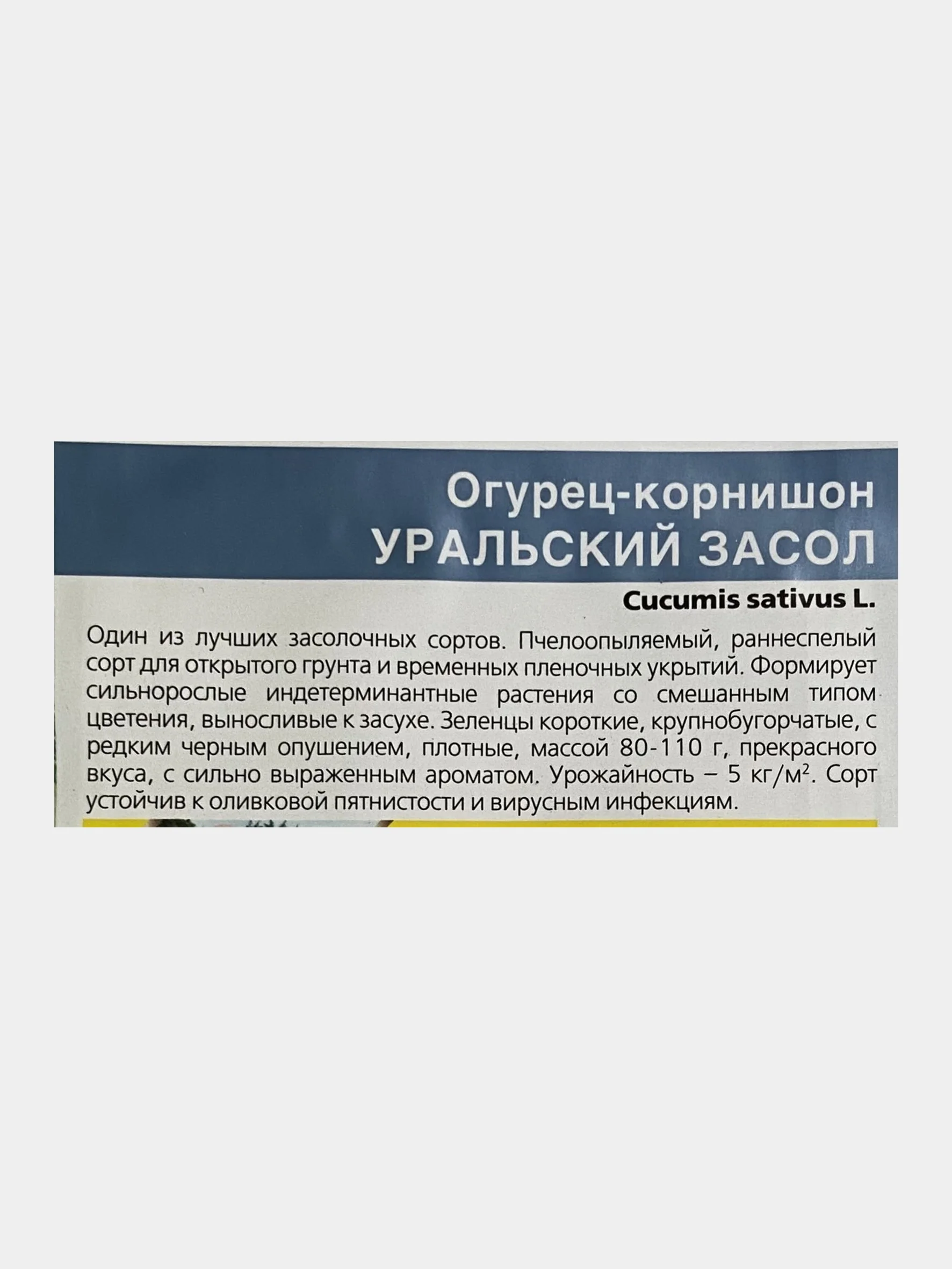 Семена Огурец "Уральский засол"