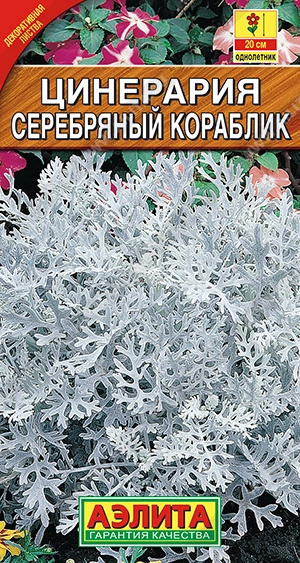 Семена Цинерария  Серебряный кораблик