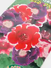 Глоксиния махровая смесь (семена,цветы)