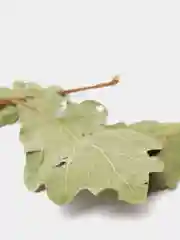 Запарка для бани