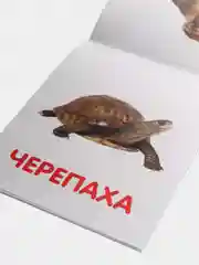 Карамельный развивающие карточки по методике Г. Домана в одном месте (мега)
