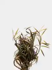 Коралловый сухоцветы для эпоксидной смолы