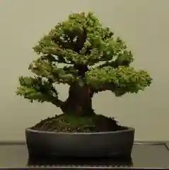 Японский кедр Semillas, семена бонсай, 10 штук