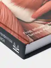 Анатомия человека