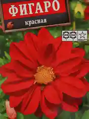 Семена цветов "Георгина Фигаро" махровая красная