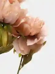 Песочный хаки цветы  искусственные пион