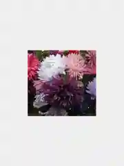 Семена цветов Астра