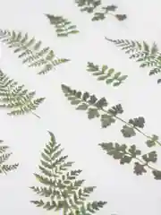 Зеленый декоративные наклейки для творчества. Серия растения