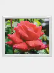 Белый картина для интерьера РОЗЫ/для дома/на стену/цветы