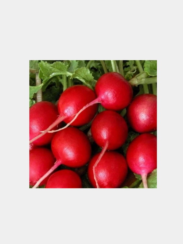 Семена Редис Жара