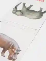 Мятный развивающие карточки по методике Г. Домана в одном месте (мега)