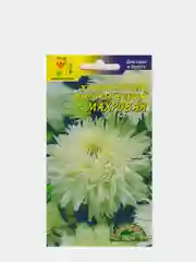Хризантема "Махровая", семена цветов