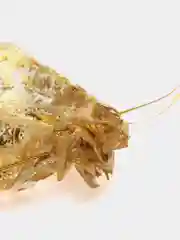 Белый пакет подарочный из органзы (мешочек) на завязках