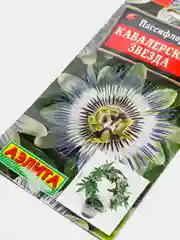 Пассифлора Кавалерская звезда (семена,цветы)