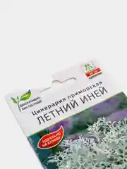 Цинерария Летний иней, семена, цветы