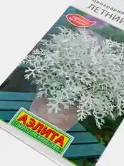Цинерария Летний иней, семена, цветы