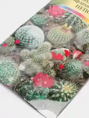 Кактус Эхиноцереус Непоседа (семена,цветы)