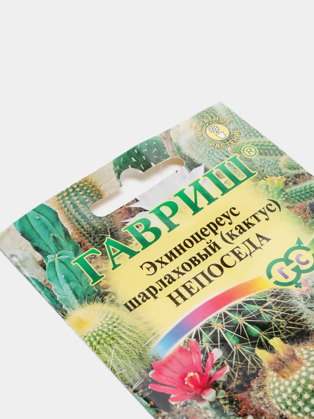 Кактус Эхиноцереус Непоседа (семена,цветы)