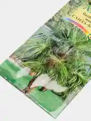 Вашингтония мощная Санта барбара (семена,цветы)