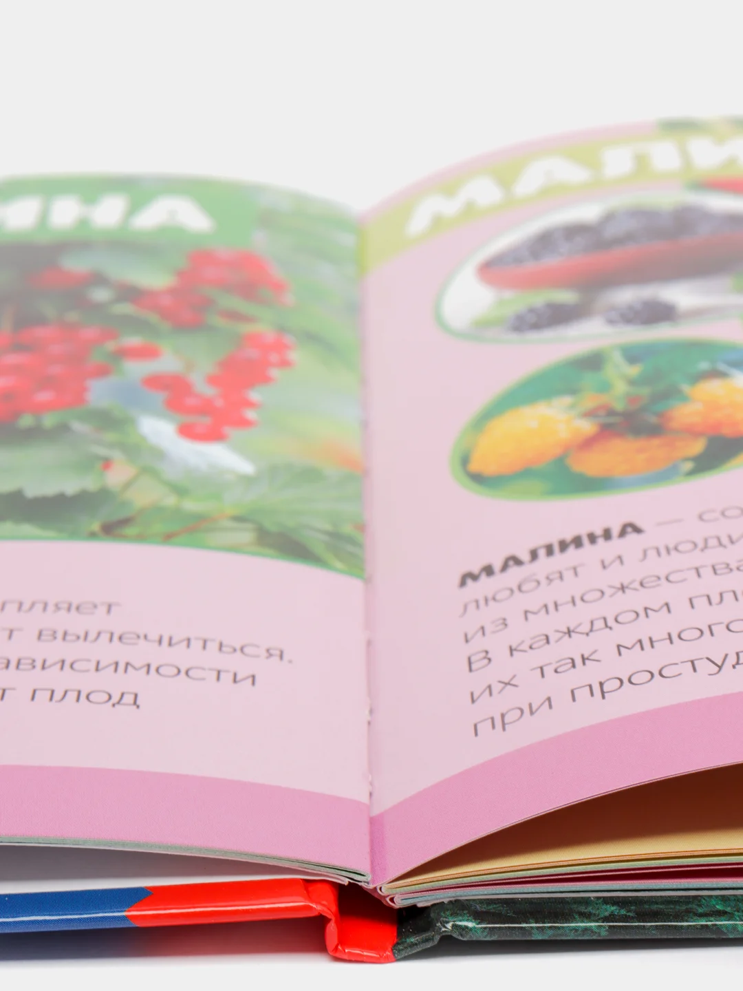 Фото энциклопедия для детей "Мир вокруг нас"