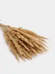 Букет  колосья сухоцвет
