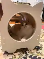 Домик "КотоДом" лежанка для животных / кошек /