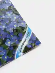 Семена цветы "Обриета синий Каскад"